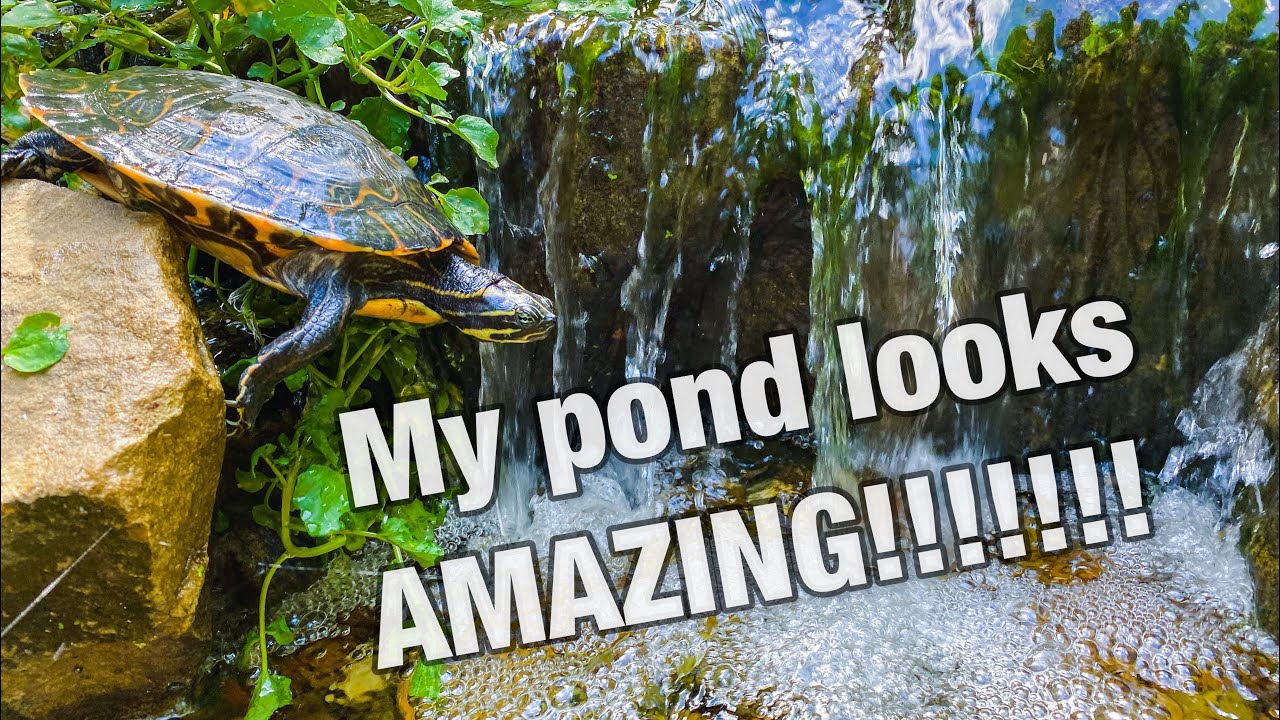 Aquascape Pond Update!! Amazing Stream Ecosystem