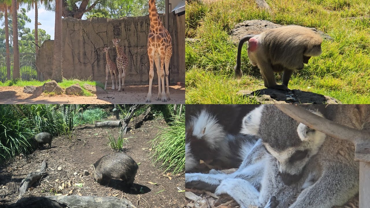 Melbourne Zoo Tour for Dogs (Because they aren't allowed to go)  #zoo #animals #melbournezoo