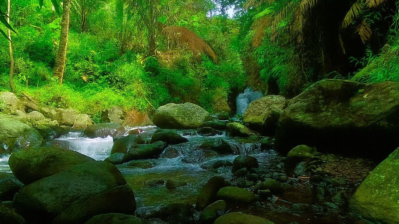 Live: Friedliches Flussrauschen im Wald | Perfekt für Schlaf, Fokus & Ruhe 24/7