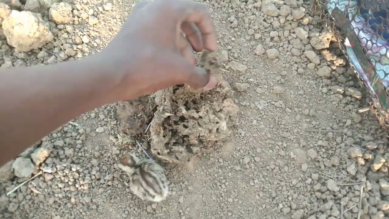 Ek din Se Laga ke 15 din ki teetar ki bacchi care kis tarike se puranivideo information#information 