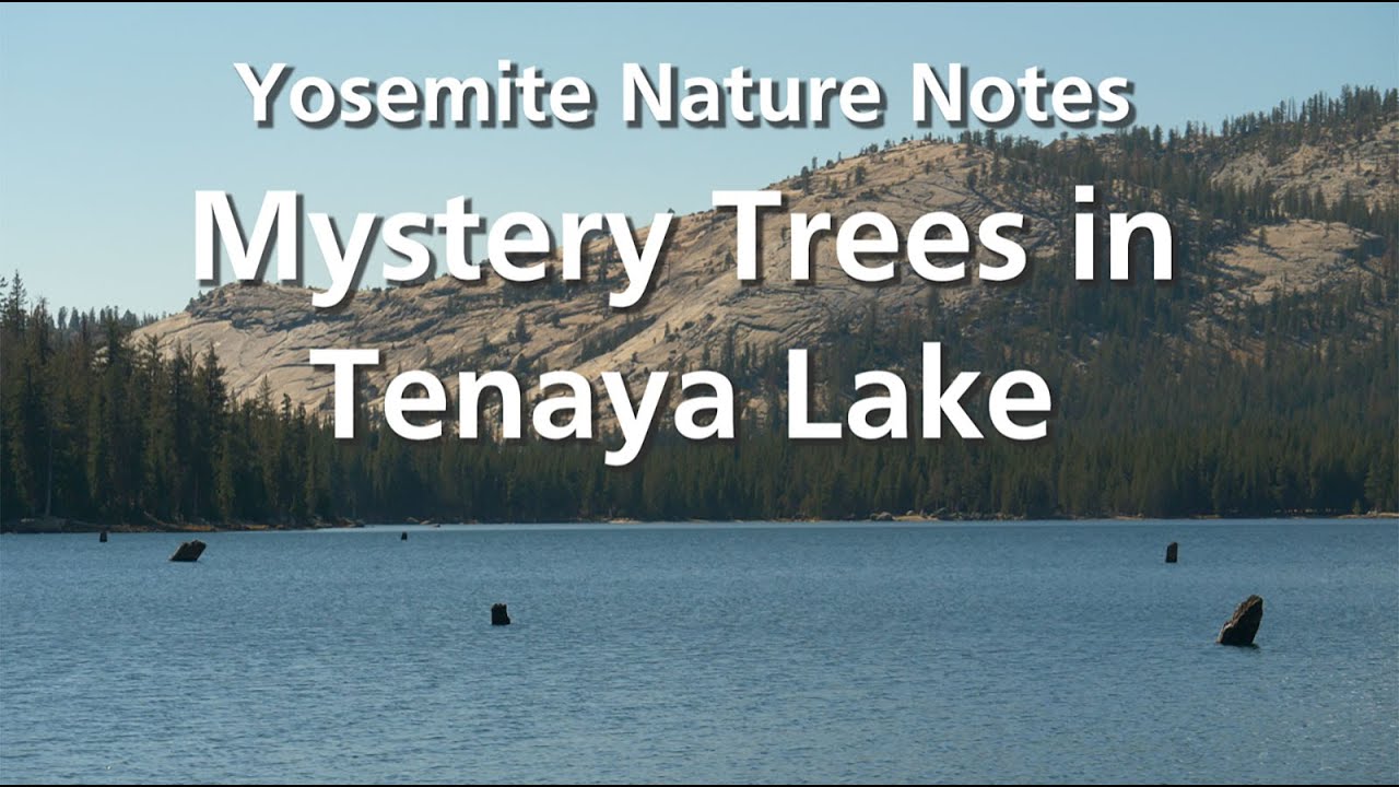 Mystery Trees in Tenaya Lake - Yosemite Nature Notes: Episode 36