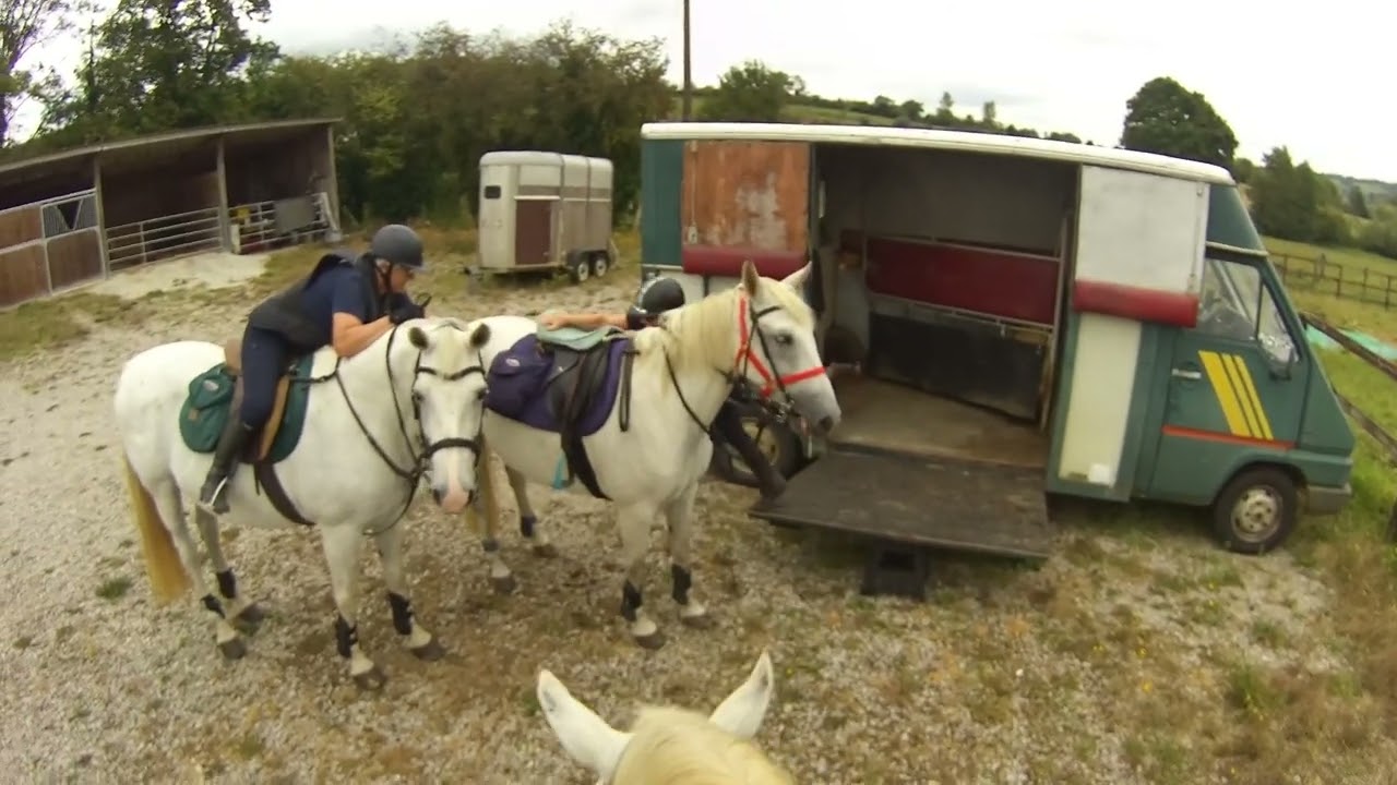 Chevaux Poneys Equitation