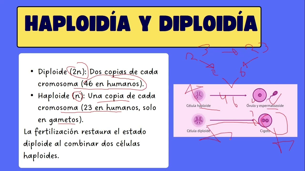 CICLO CELULAR: DIVISIÓN Y MUERTE DE LAS CÉLULAS.  | TEMA 14 PREUSFX ÁREA DE SALUD 