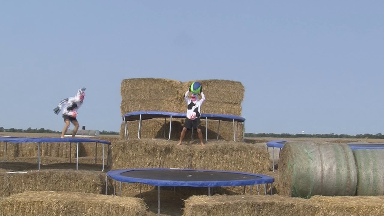 Cows Jumping On Trampolines!