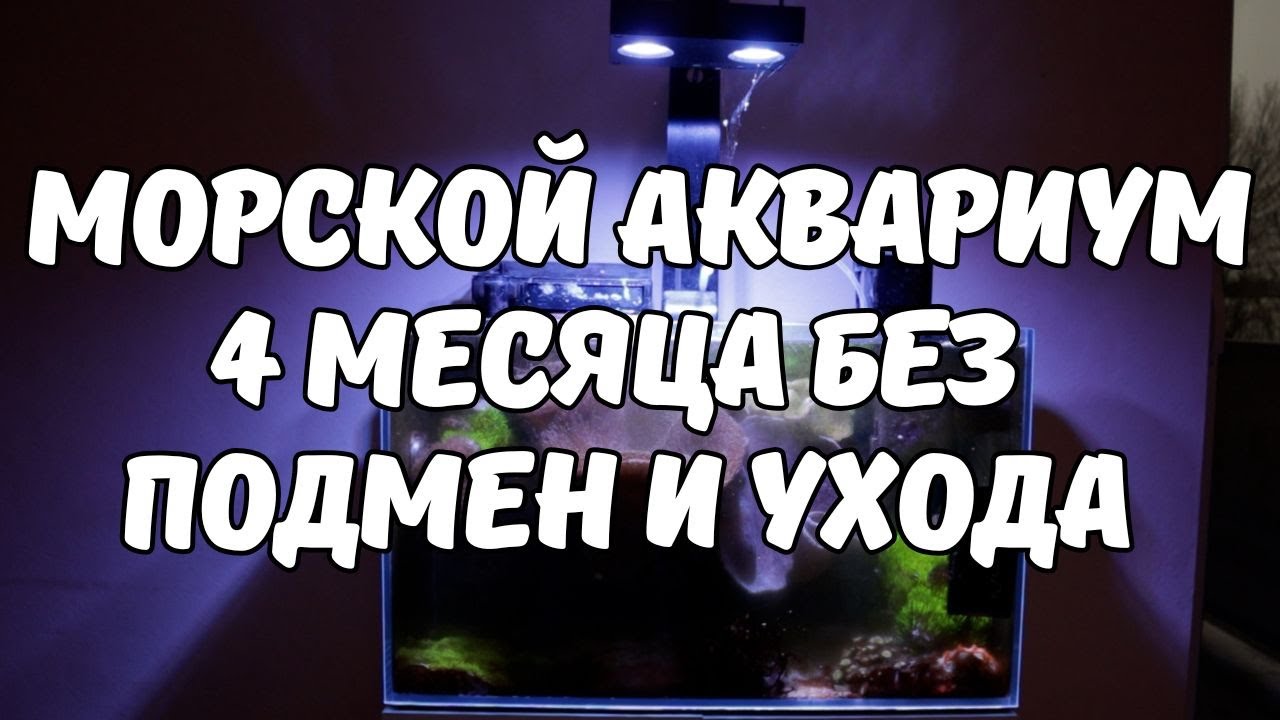 Морской аквариум. 4 месяца без подмен и ухода.