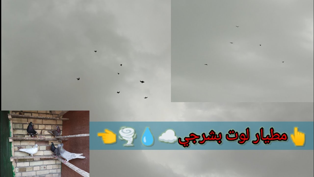 مطيار حمام لوت بلهوا شرجي☁🌪يوم الثلاثاء 2023/1/31