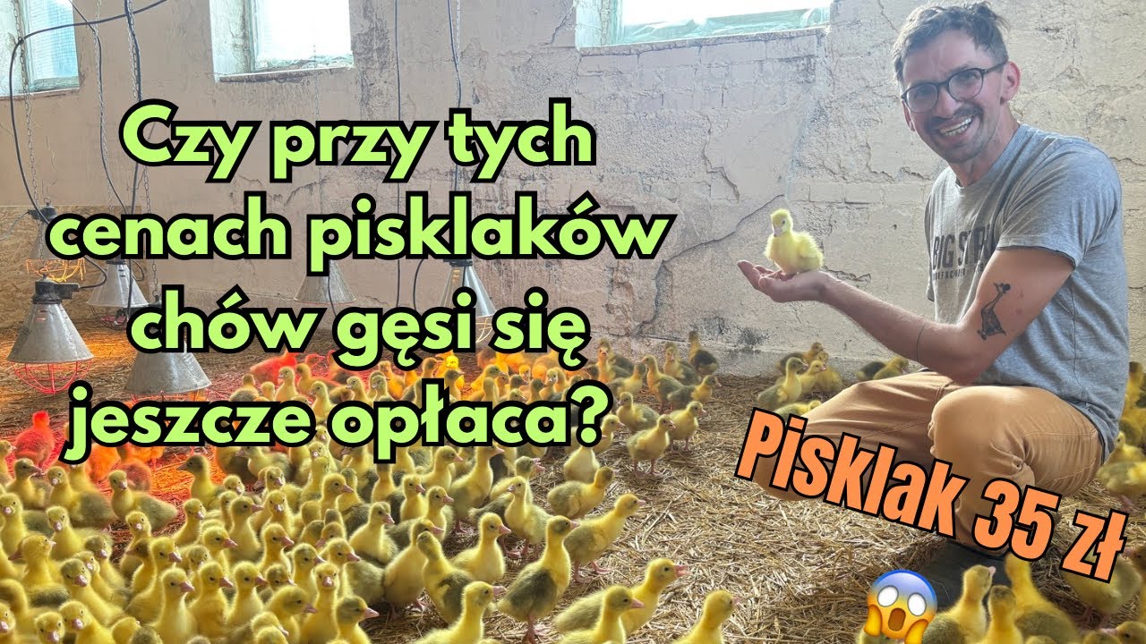 Czy przy tych cenach pisklaków chów gęsi się jeszcze opłaca? 🤨💪 Pisklak 35 zł😱❤️