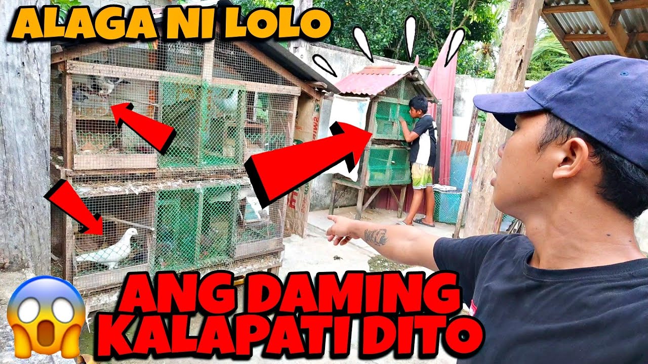 PUMASYAL KAMI SA MGA ALAGA NI LOLO JUSKO PO!!! ANG DAMI PALA NYANG KALAPATI DITO 😱