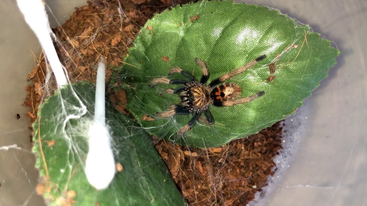 Tarantula Besleme (feeding)  Hepsi Yedii :)
