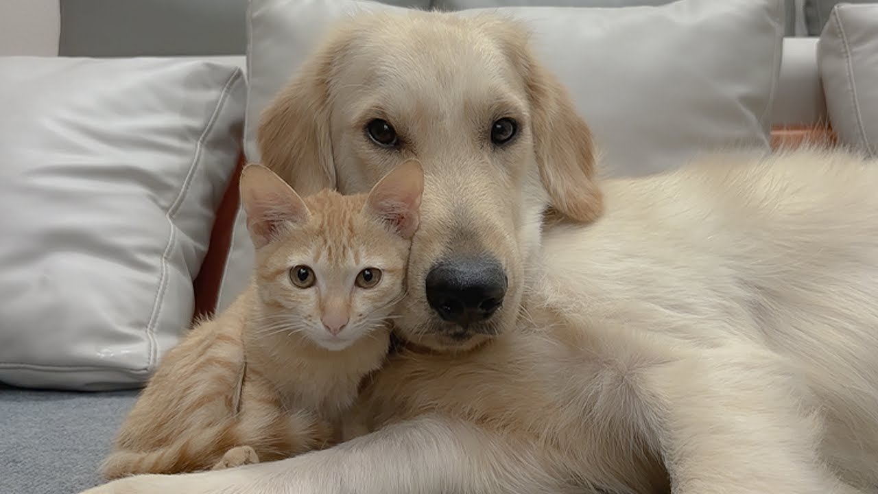 Abandoned Kitten Finds Comfort in a Gentle Golden Retriever — So Heartwarming