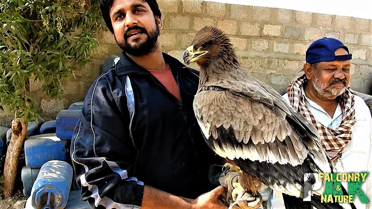 Steppe Eagle | Description, Price and Important Facts | Part 1