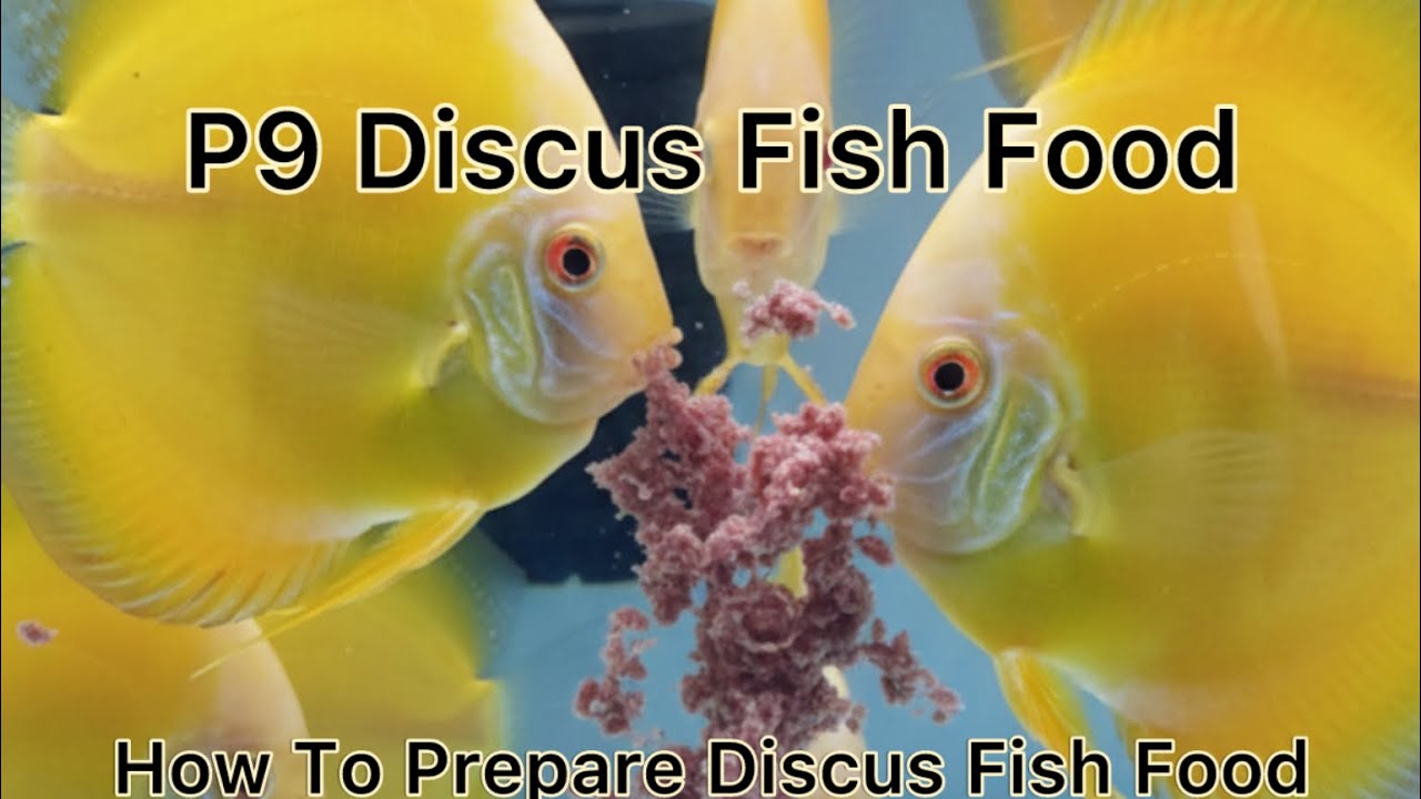 How to make Discus Fish Food | Frozen Discus Food | heart mix 