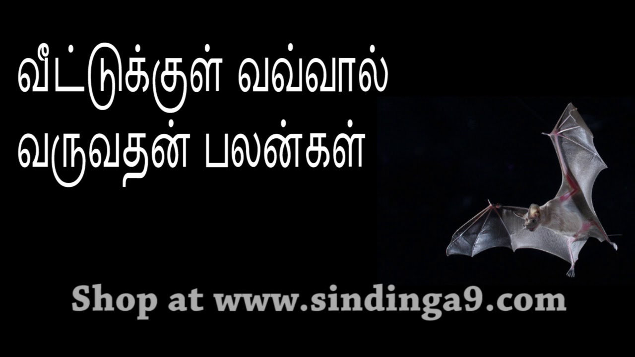 வவ்வால் வீட்டுக்குள் நுழைவதன் பலன்கள் Symptoms of Bat entering home