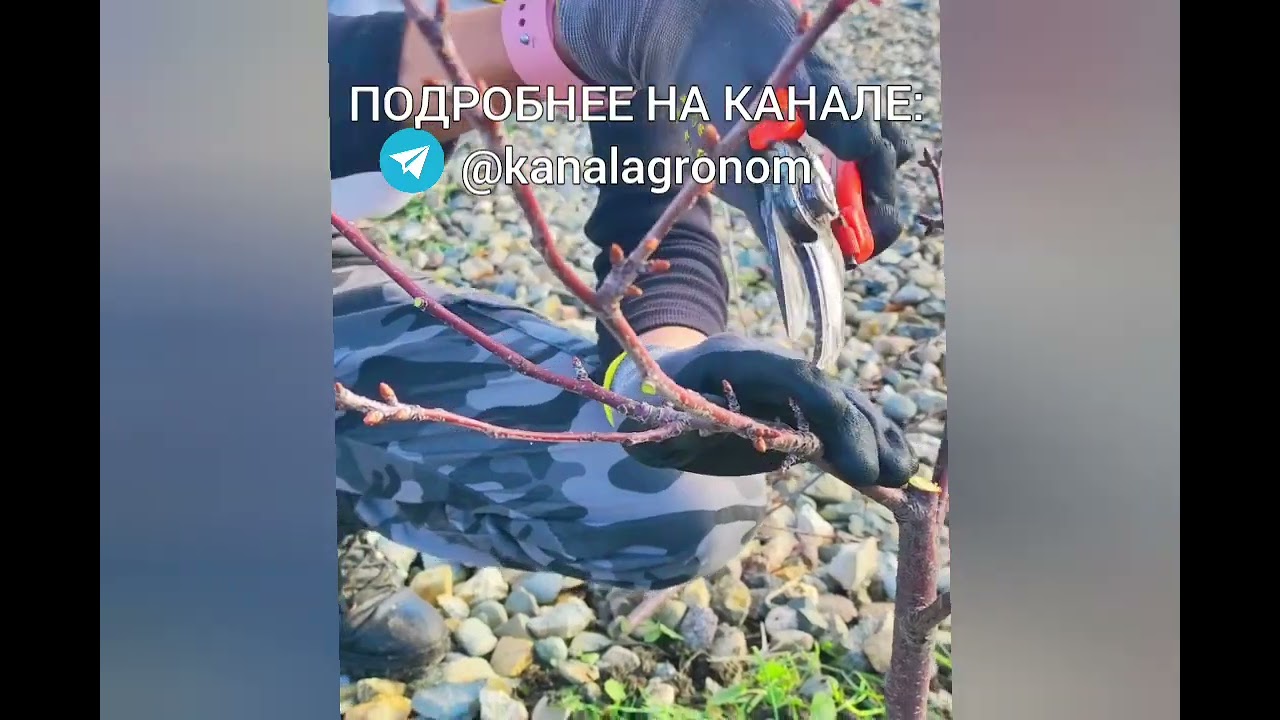 Обрезка Вишни #вишня #обрезкадеревьев