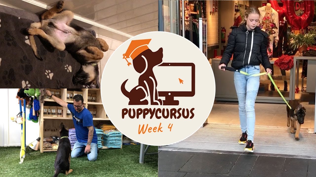 Online puppycursus week 4 - Clicker aanleren - hondenfluit aanleren