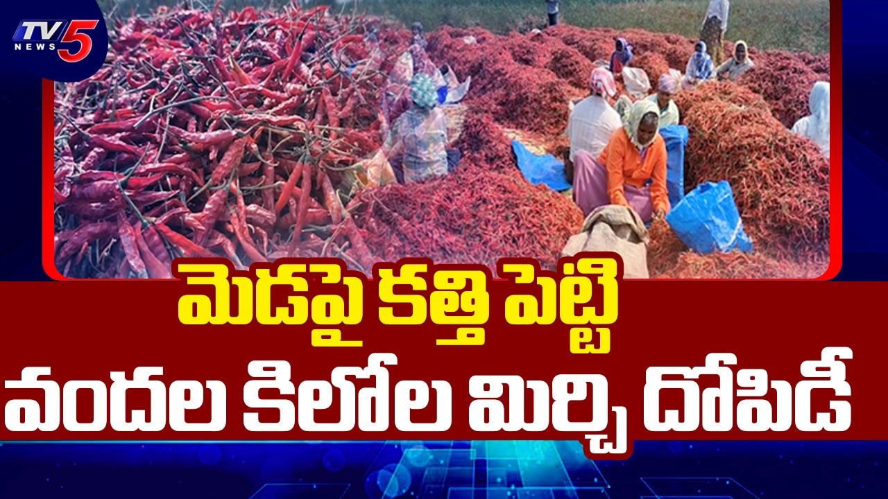 మిర్చి దొంగలు | Thieves Steal More Than 200Kgs Of Mirchi From Farms | Anantapur | TV5
