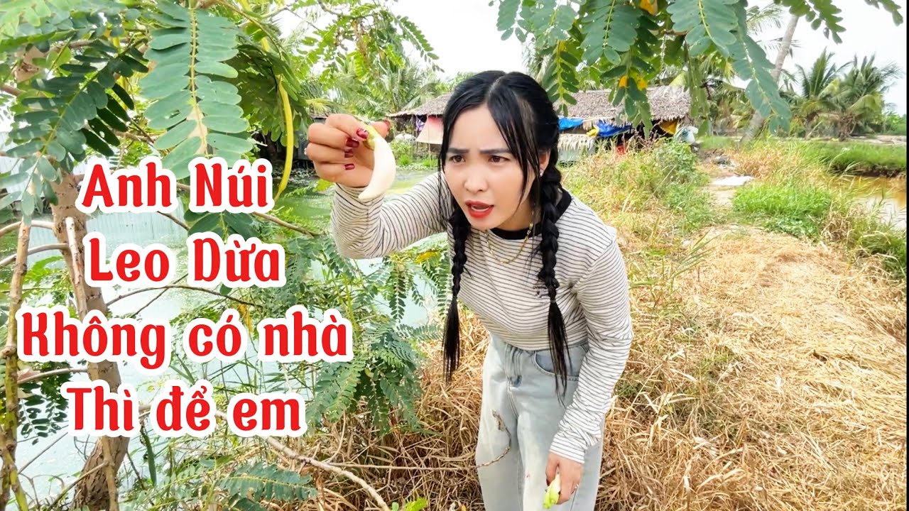 Em Tâm Như xinh đẹp qua thăm anh Núi thánh leo dừa nhưng anh không có nhà và cái kết.