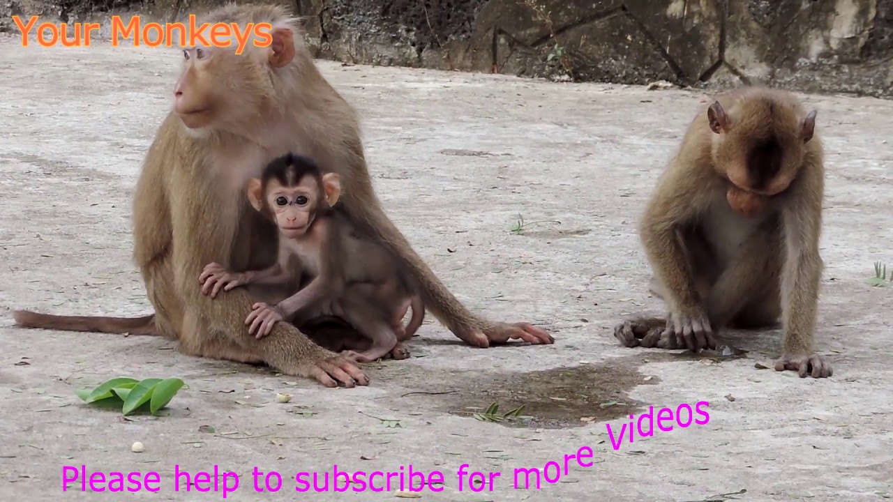 Pigtail Monkey has Baby Hybrid Long-tail Monkey / Homeland Monkeys get feeding Food in Group
