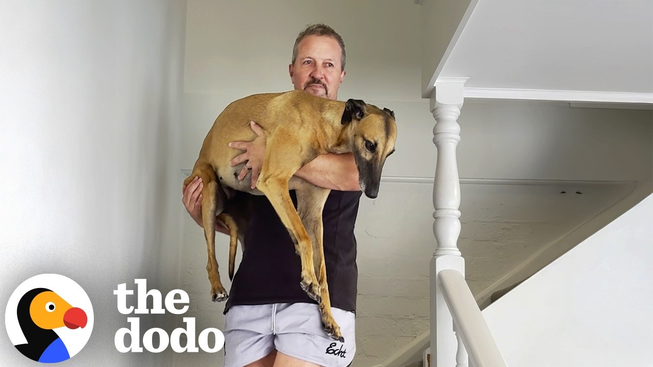 This Greyhound Story Broke Our Hearts — Then Healed Us | The Dodo
