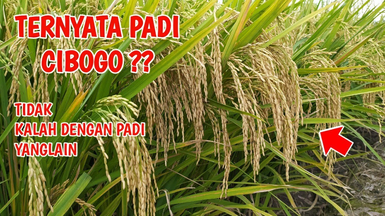 PADI CIBOGO UMUR 90 HARI SAMPAI 95 HARI SIAP PANEN