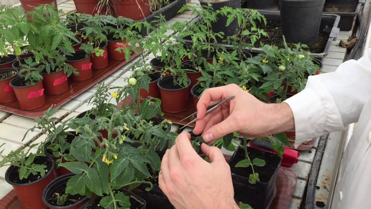 Cruzamiento plantas de tomate