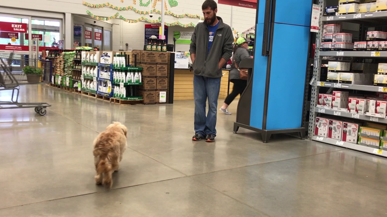 6 Month Old Goldendoodle | Best Dog Training Oklahoma | Off Leash K9 Training | Board and Train Camp
