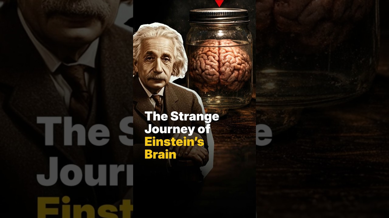 The Strange Journey of Einstein&rsquo;s Brain