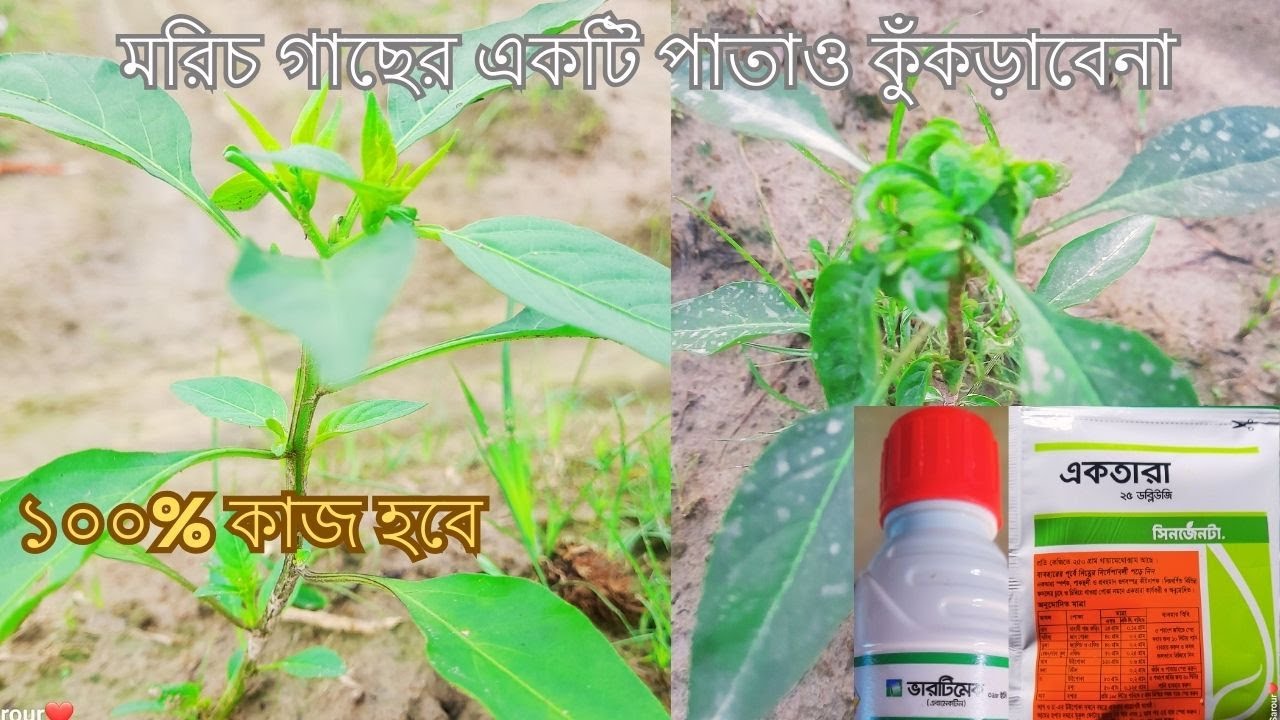 মরিচের পাতা কুঁকড়ানো রোগের সহজ সমাধান।সহজেই মরিচের পোকামাকড় দমন করুন