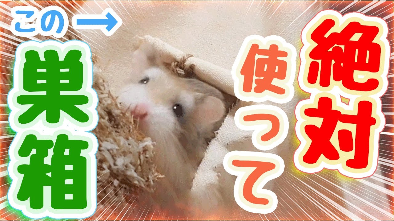 【絶対に使ってほしい】ハムスターの巣箱