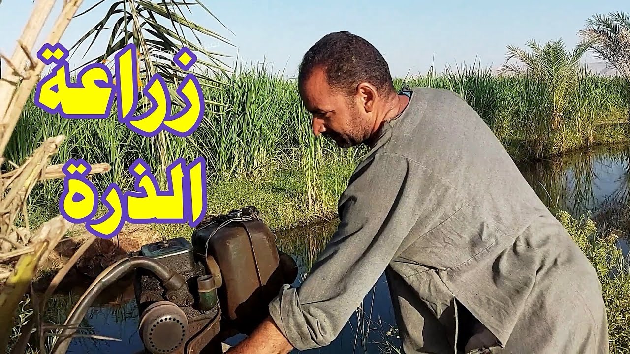 تسميد زراعة الذرة الشامية ️والفرق بين الفردي والثلاثي ☝️☝الجزء الثاني