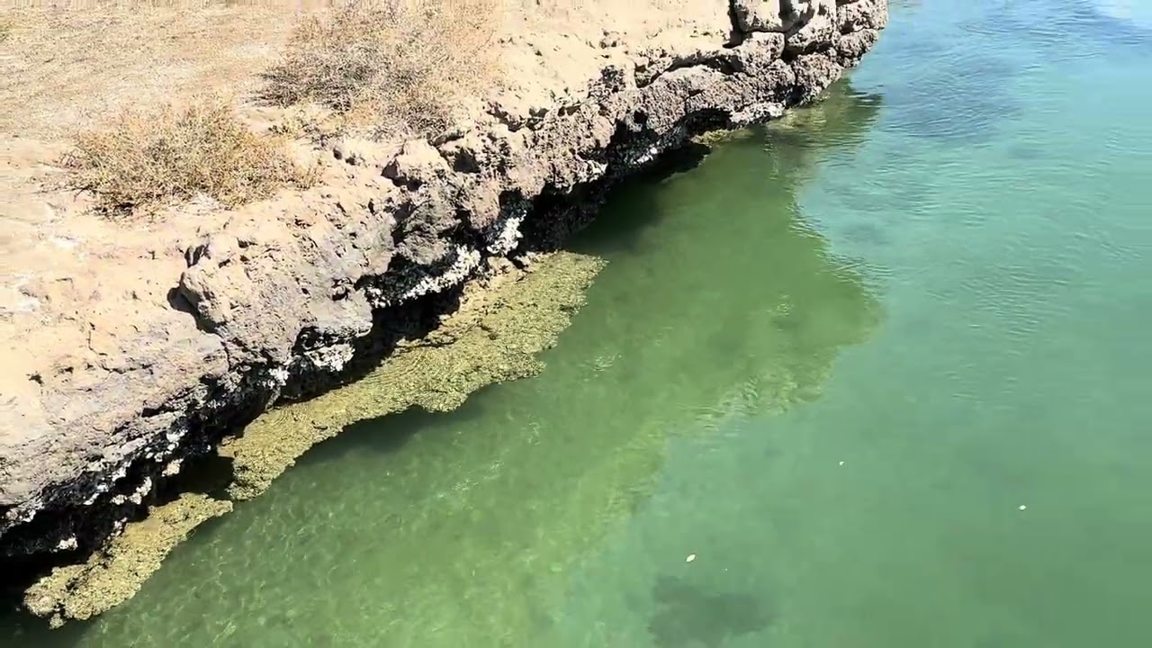 Kalba mangrove forest