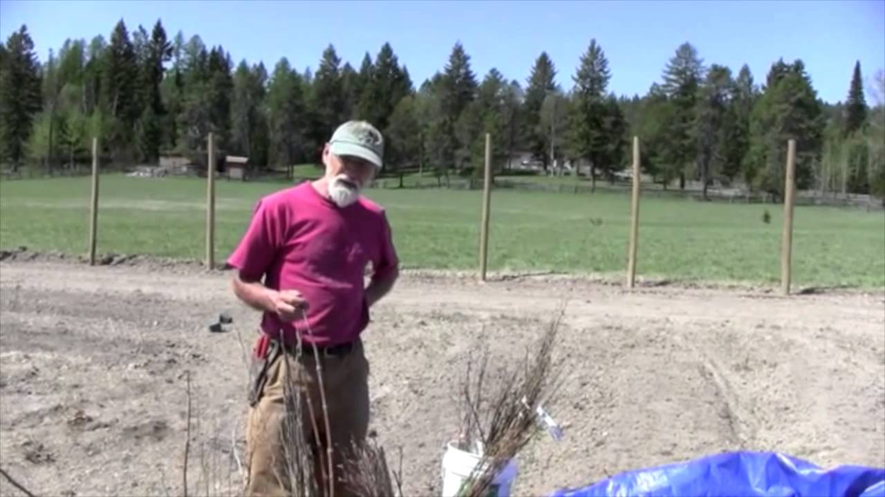 What is a food forest update
