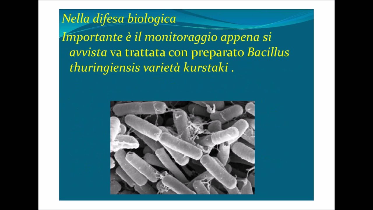 cydalima persectalis Piralide del Bosso