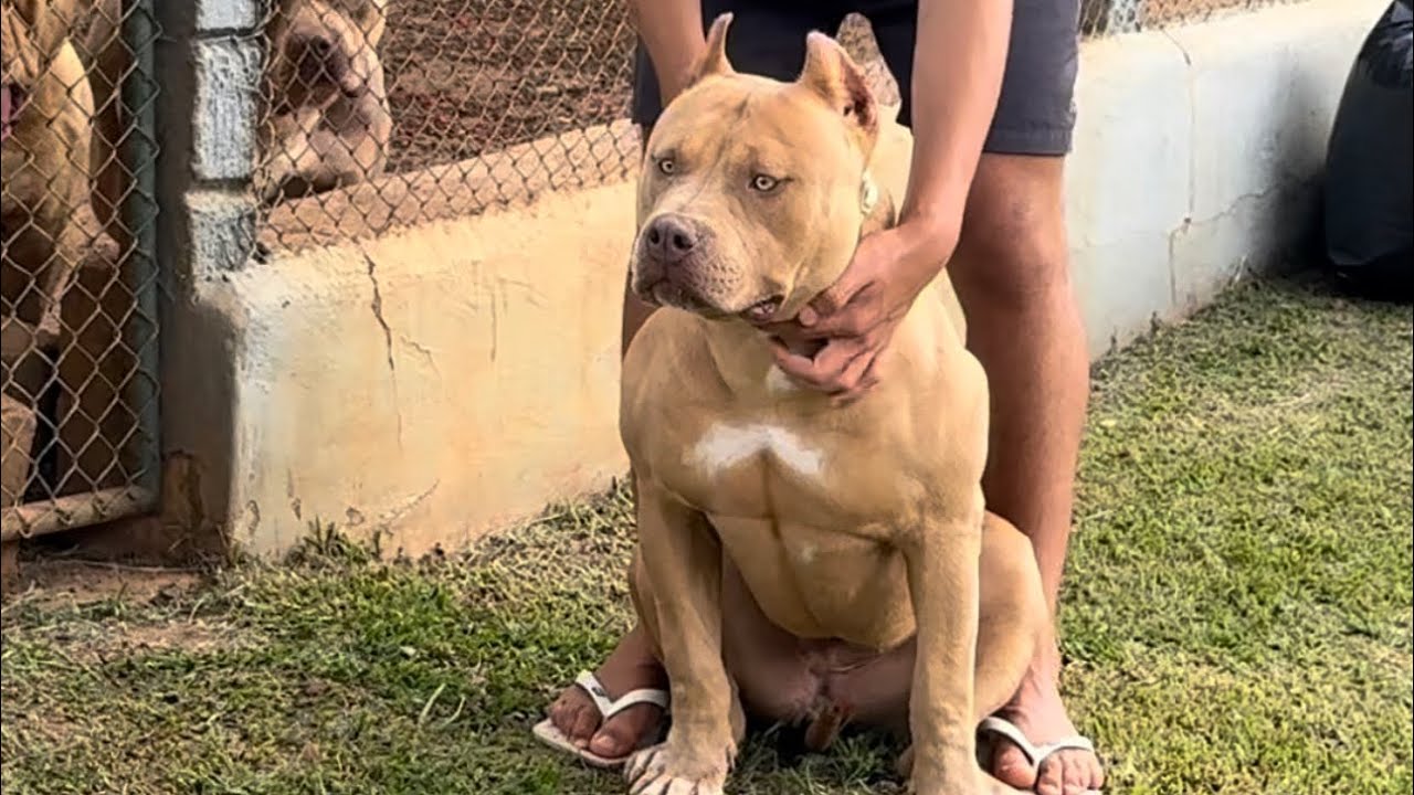 O Legado da Zoe 🧬 | Filhos, Netos e Bisnetos da Melhor Merle do Brasil