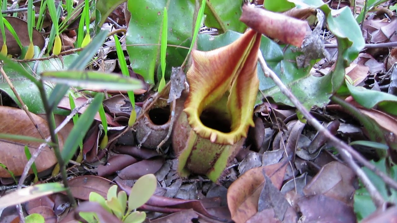N. veitchii in Bario (2014) - location 1