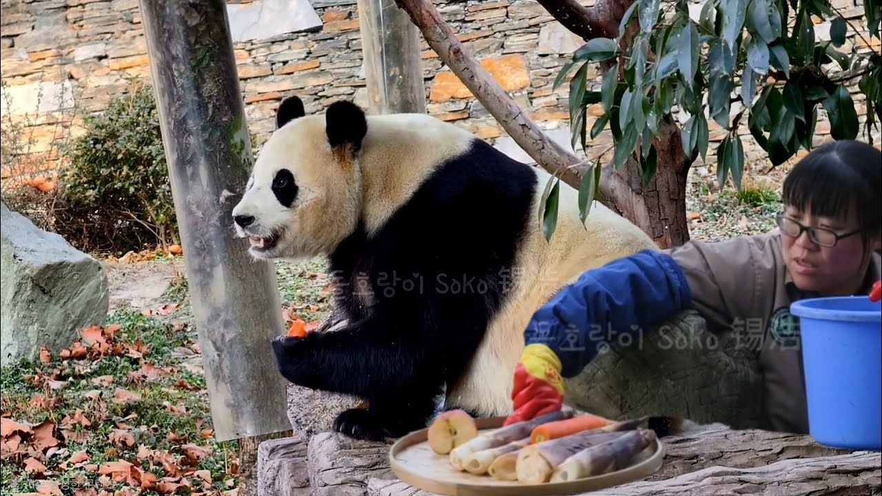 판사육사님이 주신 당근을 잘 먹어서 기분 좋으신 판사육사님...!? | 1월 22일 오전(푸바오 실시간) Panda Fubao