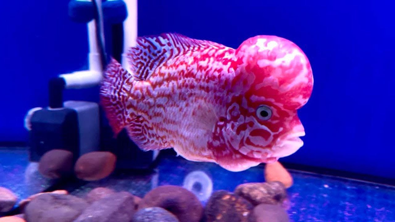 Top 14 types of flowerhorn fish and beautiful color kamfa flowerhorn fish