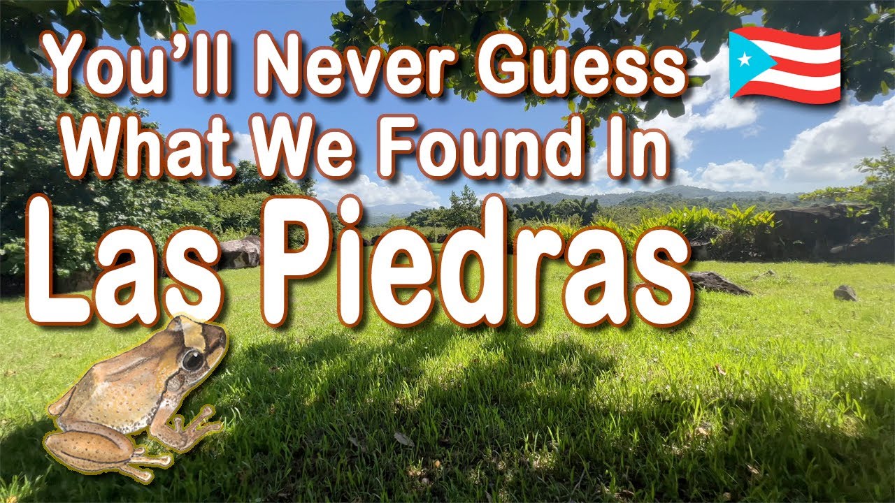 Uncover The Secrets Hidden at “Las Piedras Ceremonial Park” in Puerto Rico