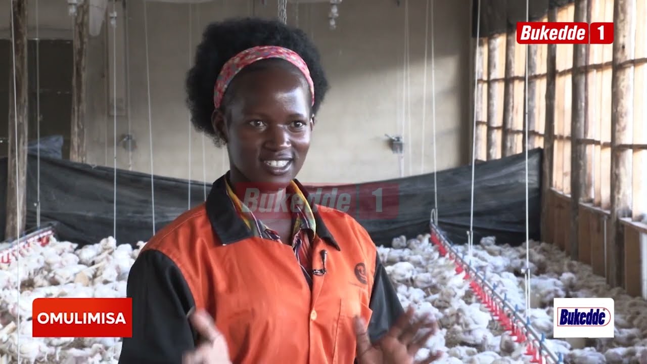 Omulimisa OSOBOLA OKULUNDA ENKOKO Y'ENNYAMA NEEKULA NGA TOGIJANJABYE WADDE