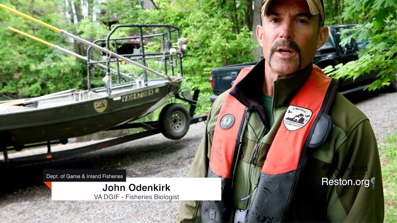 Reston Today - VA Dept. of Game and Inland Fisheries Conducts Fish Survey at Reston Lakes