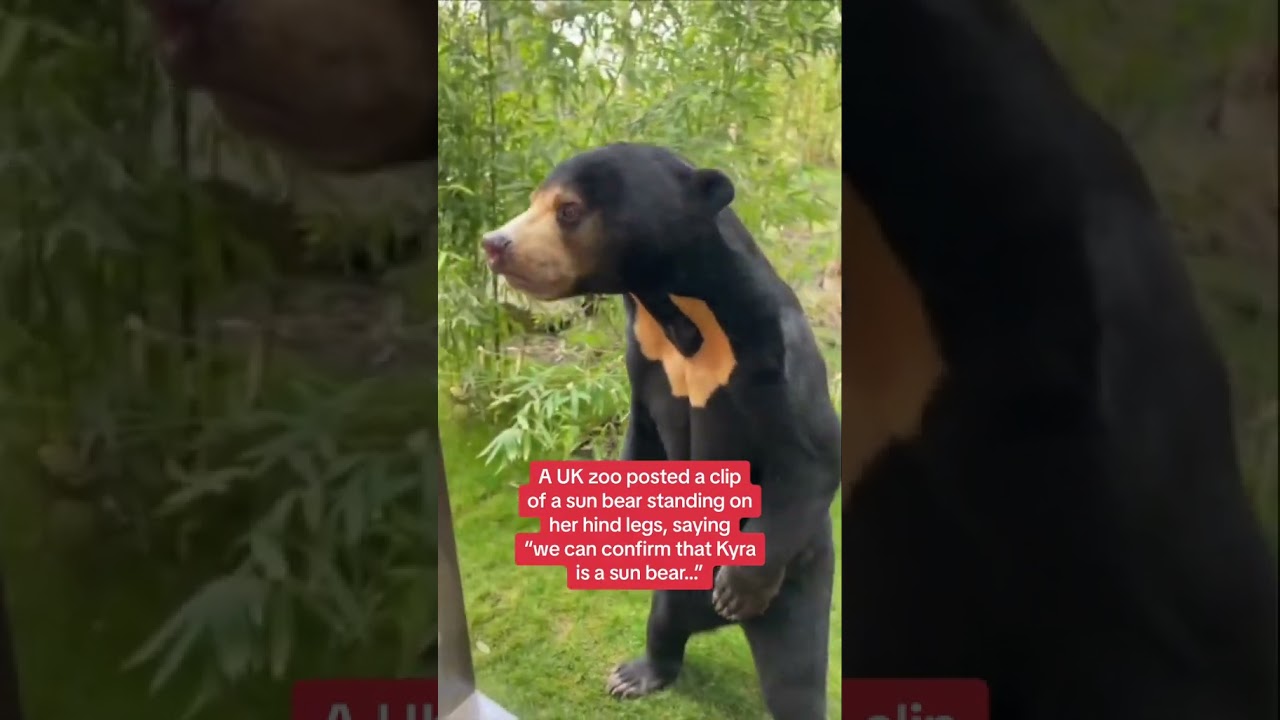 UK wildlife park posts video of sun bear on hind legs after Chinese zoo's sun bear sparks debate