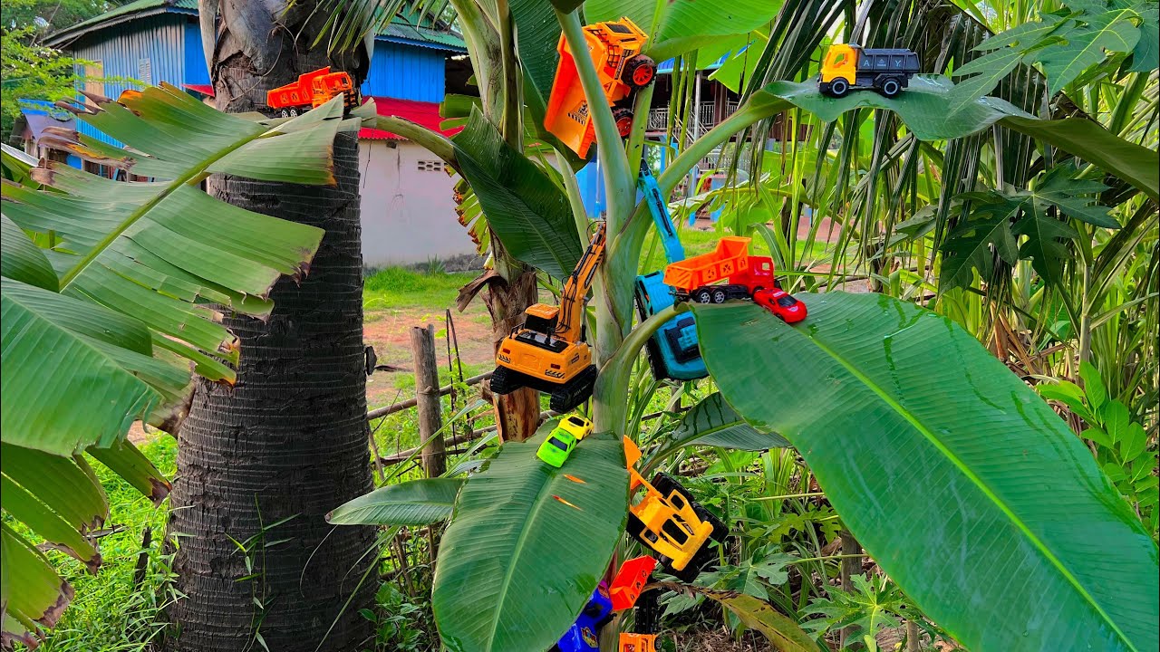 Walk for a car in the trees / ដើររកឡាននៅលើដើមឈើ