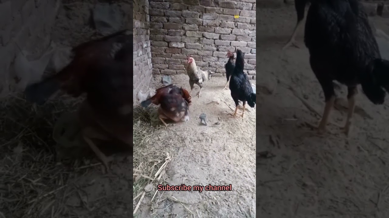 Aseel murga full masti me #aseel #aseelmurga #aseellovers #birds #shortfeed #masti #meeting #shorts