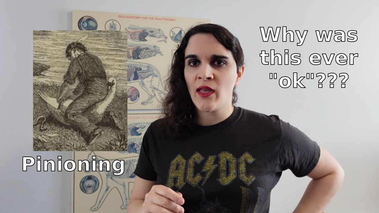 A Brief History of Animal "Modification"
