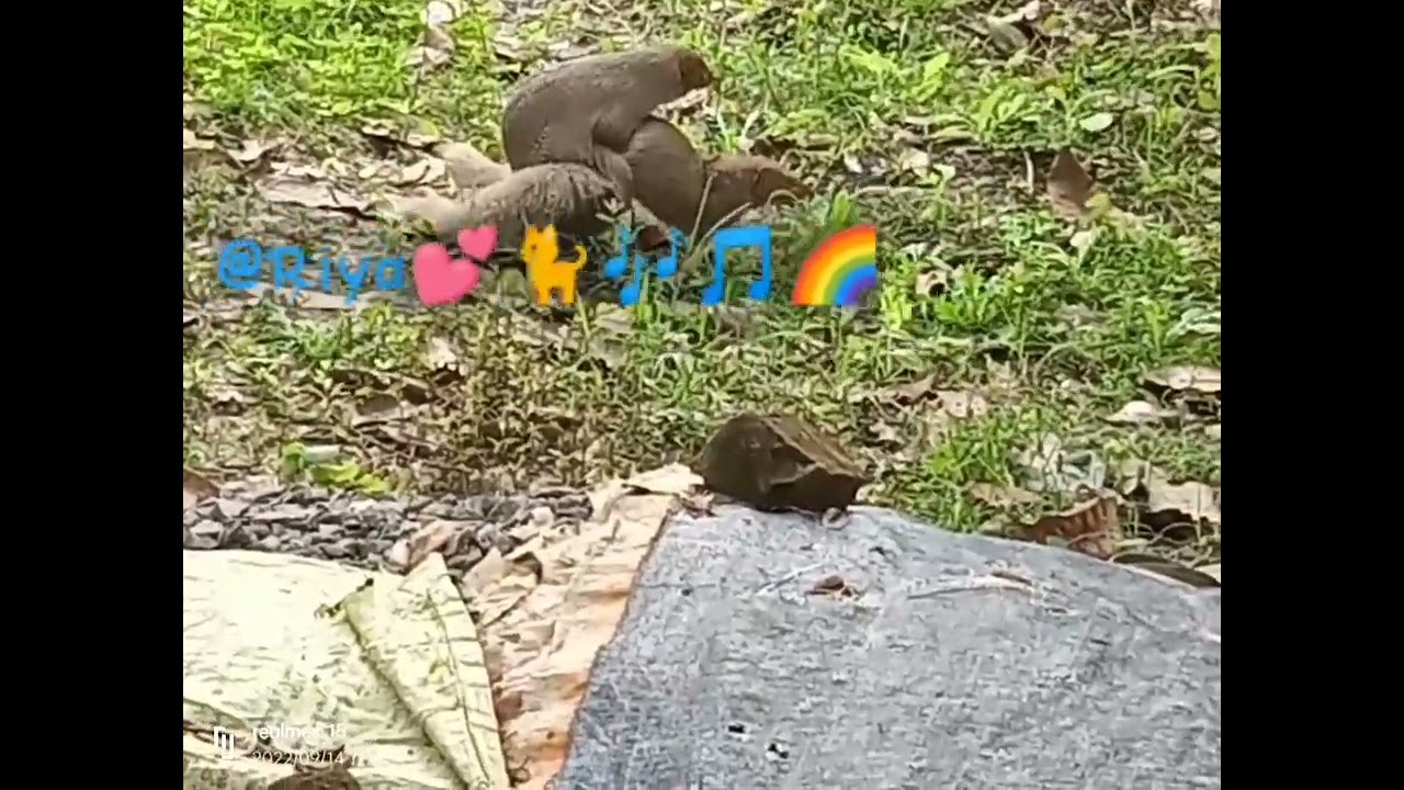 Mongoose mating#animal behaviour#mating habits#breeding