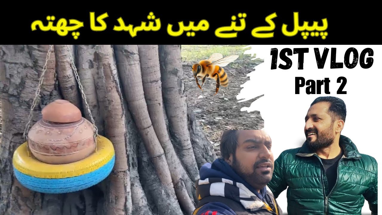 Morning in Village | Daily Village Life | Peepal k Darakhat me Shehad ka chata : Part 02