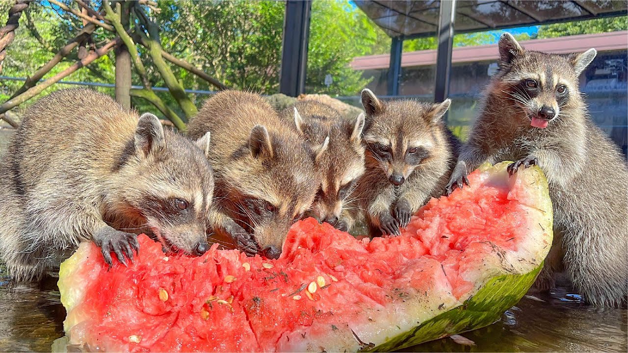 巨大スイカあげたらアライグマ密度が凄いことなったww
