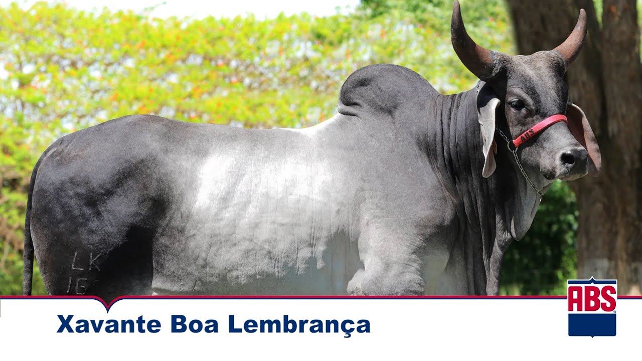 XAVANTE BOA LEMBRANÇA (LKW 1685) - Touro Guzerá Leiteiro ABS