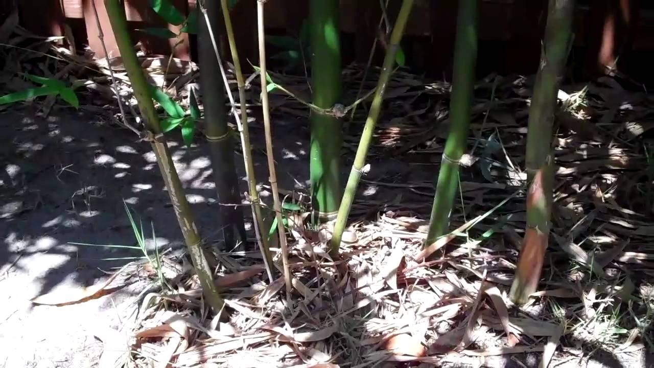 Bamboo Giant Timber Bamboo Oldhamii Bamboo Florida Cooking