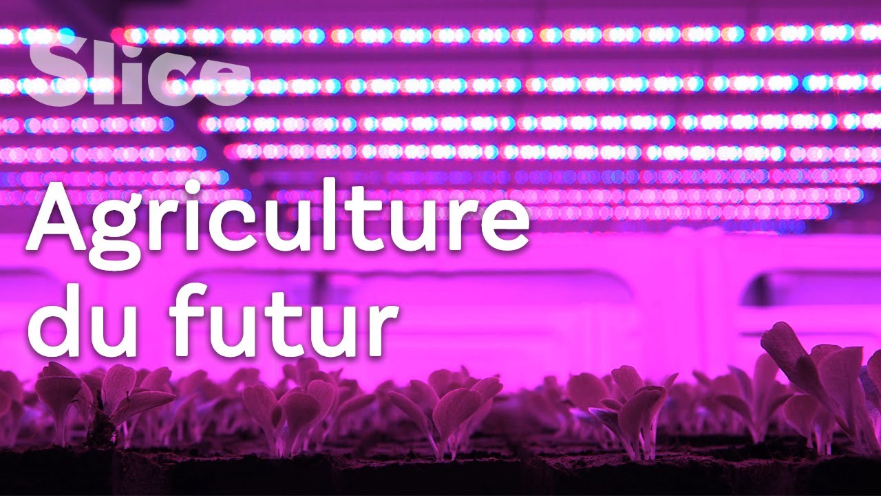 Nouvelle agriculture : les LEDs, un soleil artificiel | SLICE